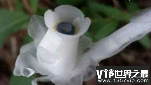 冥界之花传说,起死回生,冥界四花