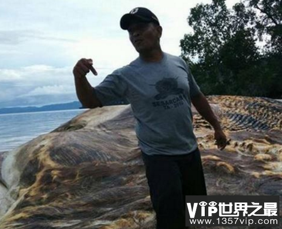 海滩出现神秘怪物，居民争相观看