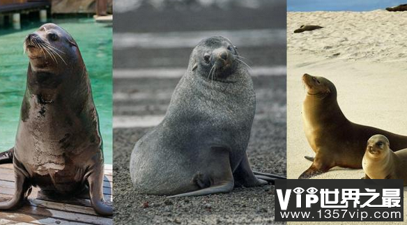 海狗海豹海狮的区别？如何区分海狗、海狮、海豹？