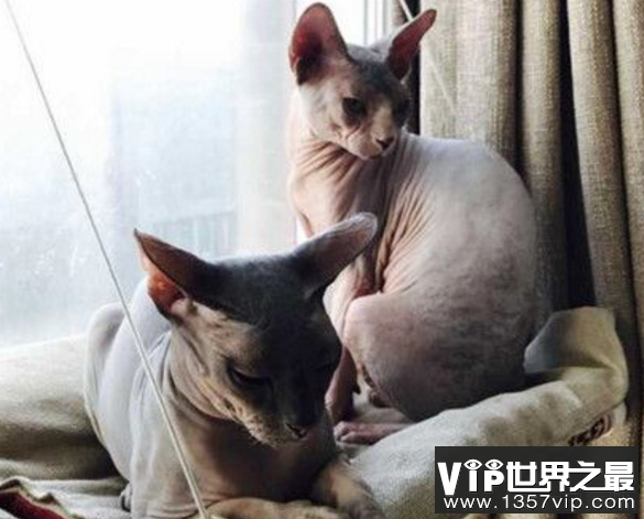 加拿大无毛猫怎么养好，无毛猫你知道吗?