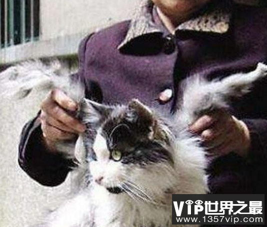 世界上真的有天使猫吗？背部长翅膀引围观