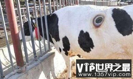 牛身上开了一个打洞,看起来吓死人