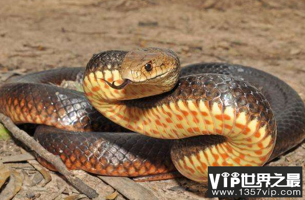 世界上最毒的蛇 世界十大毒蛇排行榜 