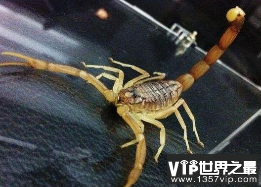 世界上毒性最强的蝎子：巴勒斯坦毒蝎