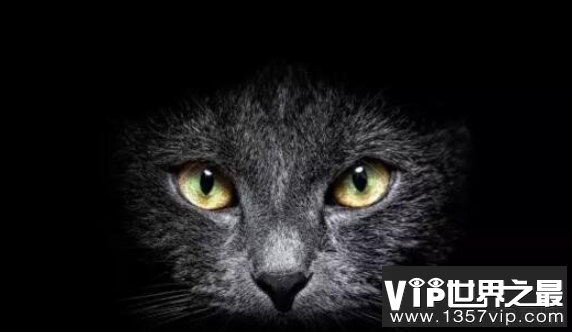 为什么猫不能接近死人，猫靠近死人会引发尸变