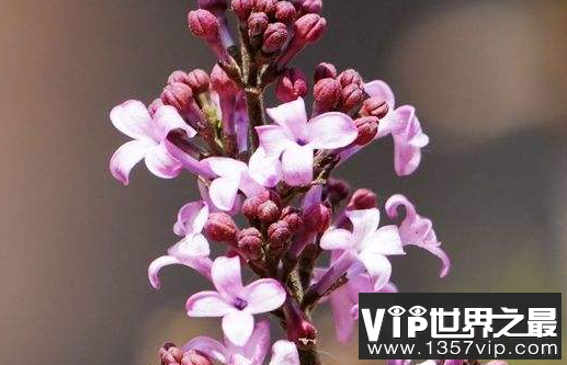 丁香生产历史上最丰富的地方是世界丁香市场的45