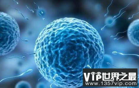 世界上第一个人造卵原料是绿豆340克，售价56元
