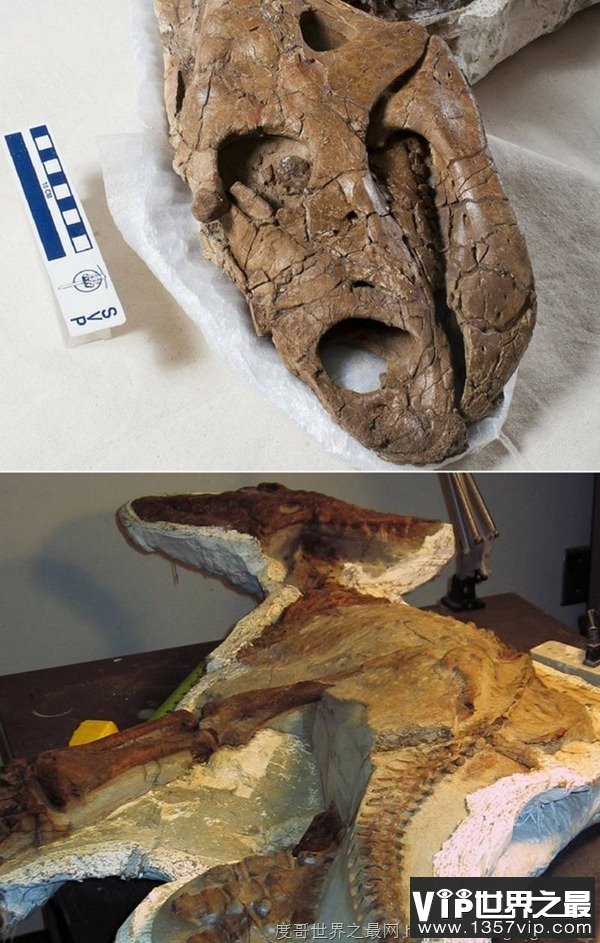 7000万年后才破案！科学家找到恐龙宝宝的死因