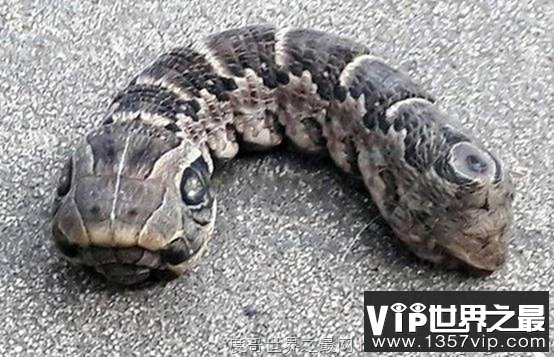 阿根廷惊见诡异双头蛇原来是象鹰蛾？
