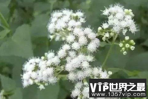 微信截图_20200609143147.png