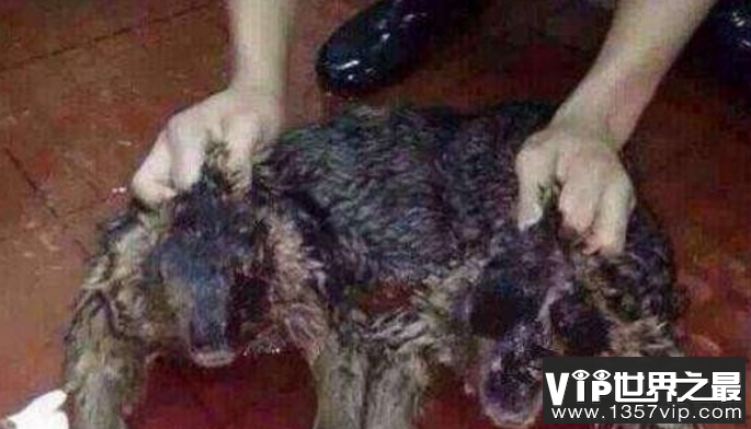 世界上真的有水猴子吗，水鬼竟是人类另一分支
