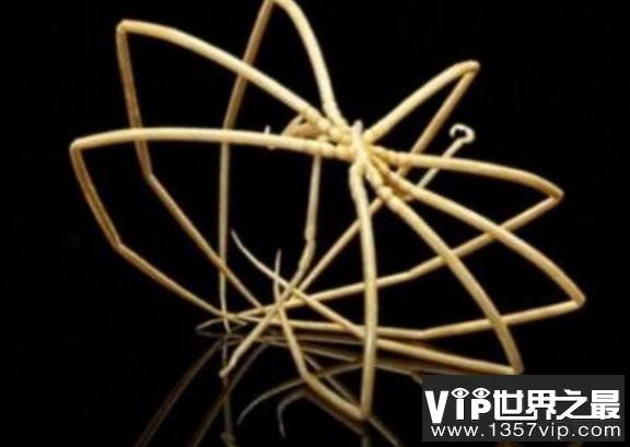 南极巨型海蜘蛛，腿长25厘米患有极地巨大症
