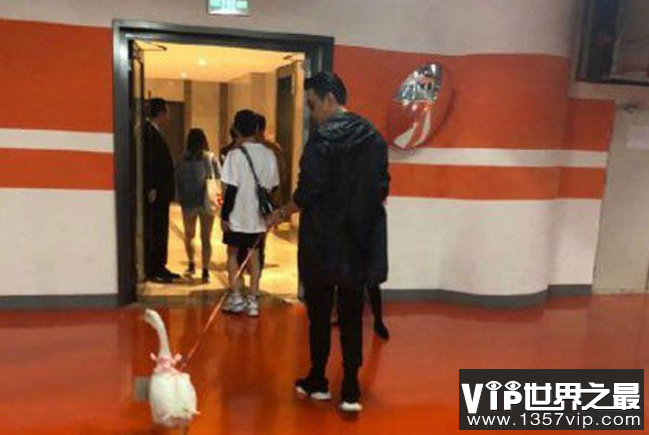 保剑锋遛鹅