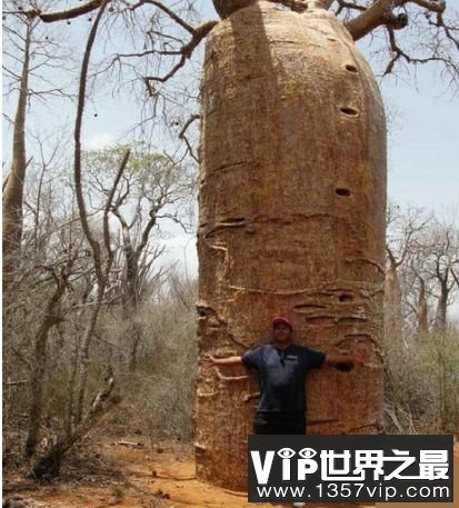食人树之谜