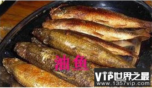 油鱼