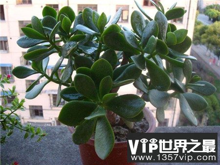 玉树