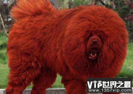 大连商人豪掷1580万买纯红藏獒，原始獒性异常凶