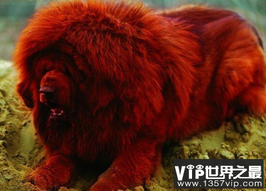 大连商人豪掷1580万买纯红藏獒，原始獒性异常凶