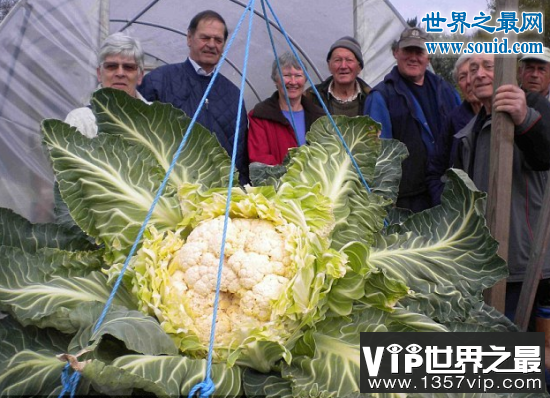 世界上最大的花菜，英国老汉种出54斤花菜(www.1357vip.com)
