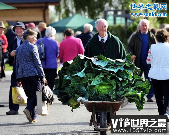 世界上最大的花菜，英国老汉种出54斤花菜(www.1357vip.com)
