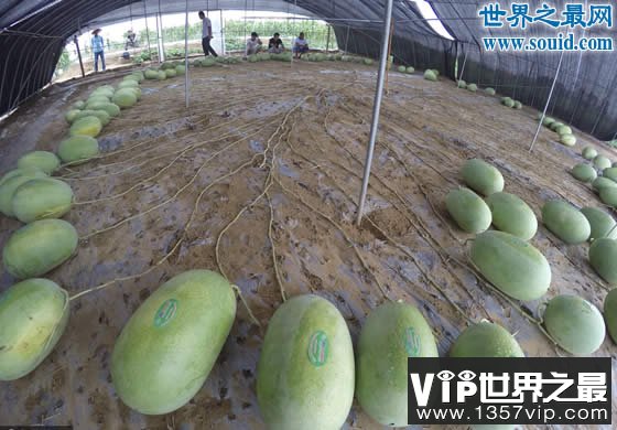 吉尼斯新纪录：河南一个“妈”生了131个西瓜(www.1357vip.com)