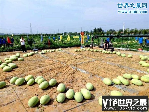 吉尼斯新纪录：河南一个“妈”生了131个西瓜(www.1357vip.com)
