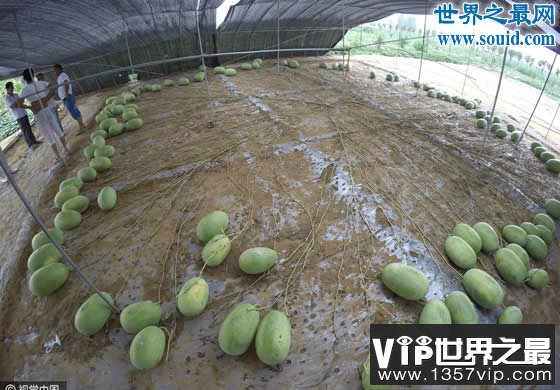 吉尼斯新纪录：河南一个“妈”生了131个西瓜(www.1357vip.com)