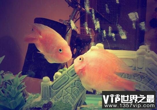 接吻鱼图片大全，接吻鱼接吻不是因为相爱(而是口癖)