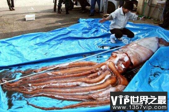 日本人发现地震乌贼，深海生物上浮预警地震到来
