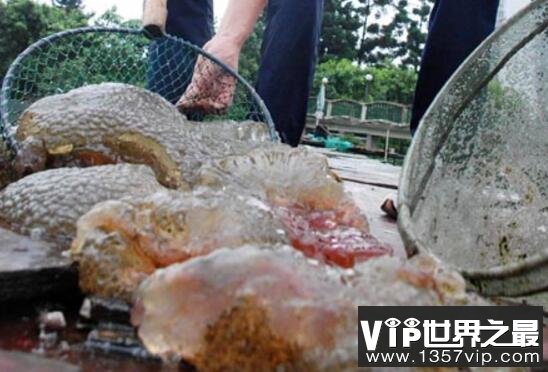 福建左海湖水怪外貌长相，一团带血丝的恶心微生物