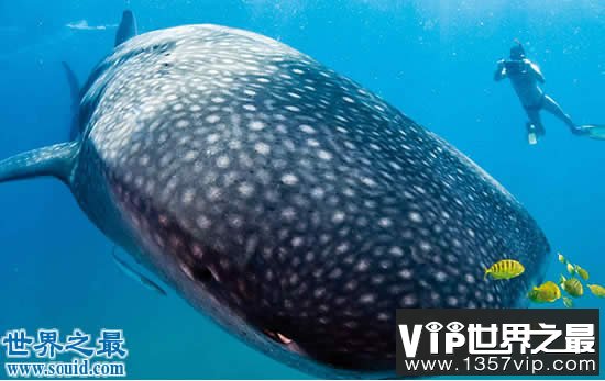 吉尼斯世界纪录中美丽的地球，最神奇的湖中湖(www.1357vip.com)