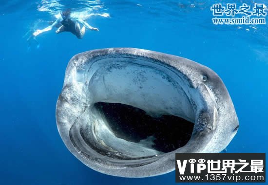 吉尼斯世界纪录中美丽的地球，最神奇的湖中湖(www.1357vip.com)
