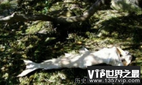 美人鱼真的存在吗？揭开美人鱼神秘面纱