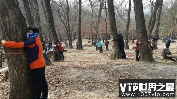 和树有关的吉尼斯世界纪录，最大的树叶长0.5米(www.1357vip.com)