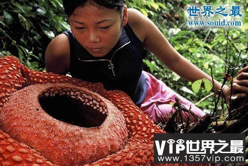 世界上最大的花，大王花图片(传说中的食人花)(www.1357vip.com)