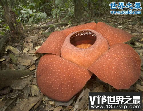 世界上最大的花，大王花图片(传说中的食人花)(www.1357vip.com)