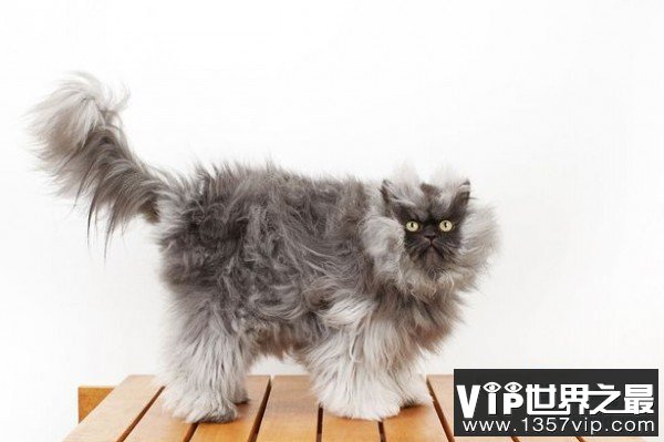 疯狂吉尼斯：世界上毛最长的猫(毛长22.87厘米)(www.1357vip.com)