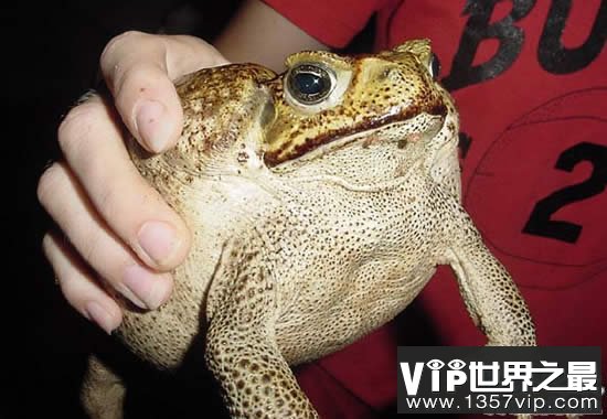 世界上最大的蟾蜍，海蟾蜍(长0.4米/重6斤)(www.1357vip.com)