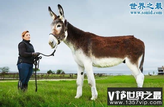 世界上最高最大的驴，身高达1.73米(寿命54岁)(www.1357vip.com)