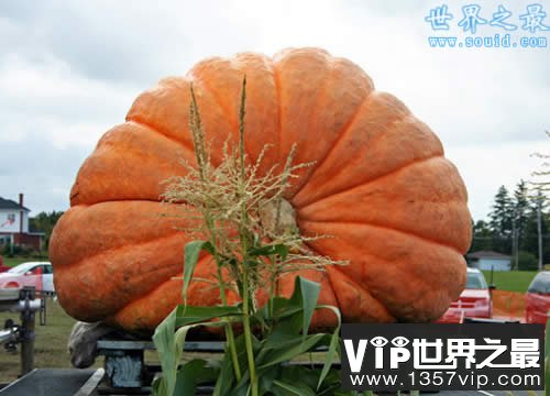世界上最大最重的南瓜，重1900斤(如汽车一般大)(www.1357vip.com)