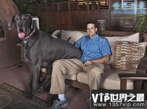 世界上最大的狗，大乔治(高2.2米/重111公斤)(www.1357vip.com)