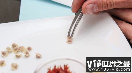 世界上最小的饺子，吃1000都吃不饱(0.0016克)(www.1357vip.com)