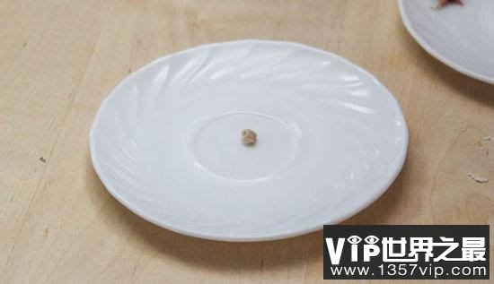 世界上最小的饺子，吃1000都吃不饱(0.0016克)(www.1357vip.com)