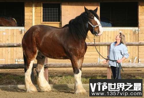 世界上最大的马，夏尔马(超过一吨重)(www.1357vip.com)