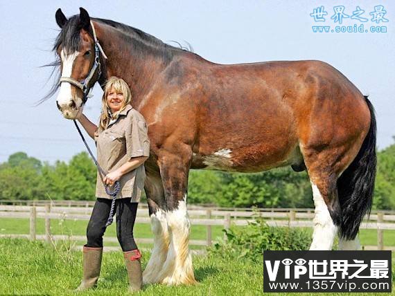 世界上最大的马，夏尔马(超过一吨重)(www.1357vip.com)
