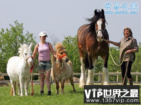 世界上最大的马，夏尔马(超过一吨重)(www.1357vip.com)