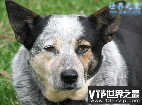 世界上寿命最长的狗，寿命长达30岁(www.1357vip.com)