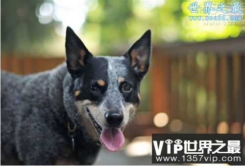 世界上寿命最长的狗，寿命长达30岁(www.1357vip.com)