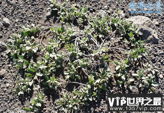 世界上最矮的树，矮柳(只有3-5厘米高)(www.1357vip.com)