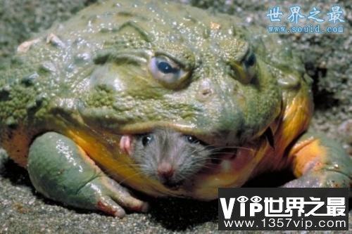 世界上最大的青蛙，非洲巨蛙(体长1米)(www.1357vip.com)